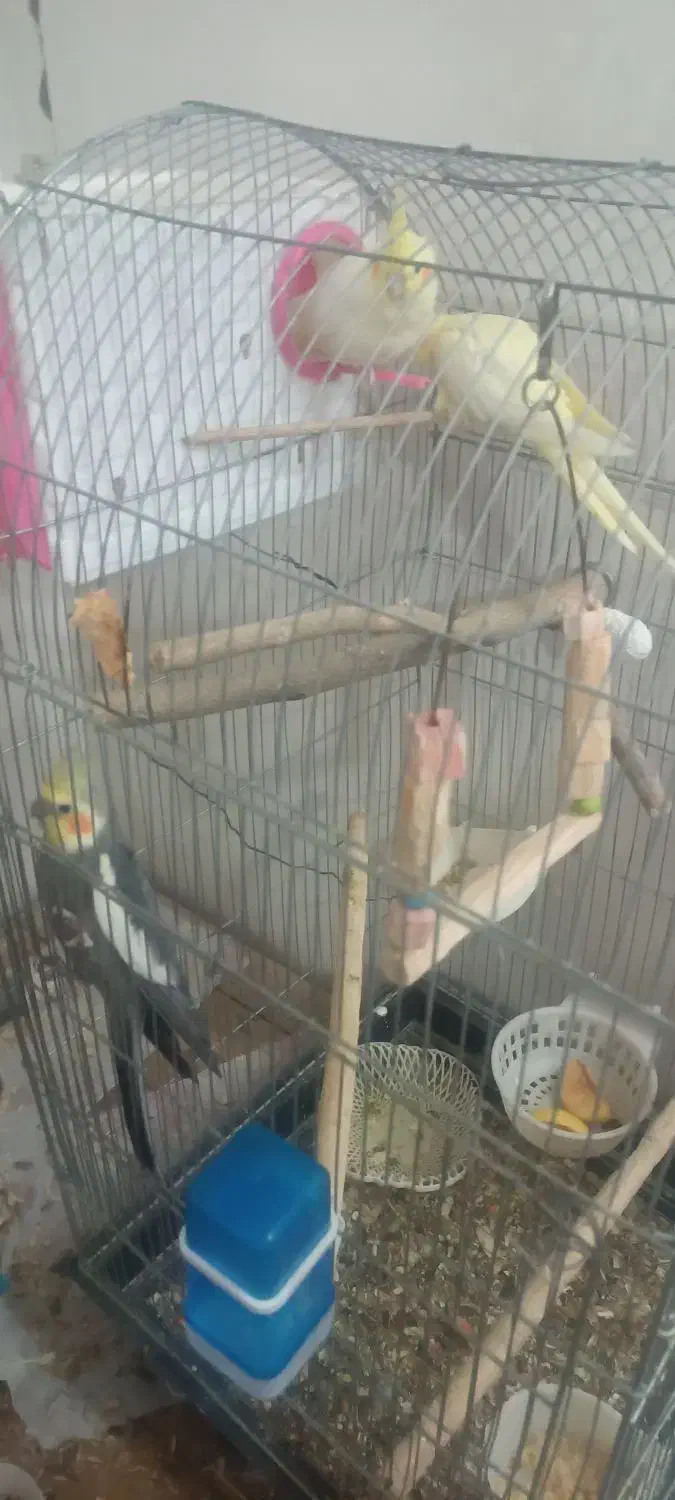 عروس هلندی جفت|پرنده|بهارستان, |دیوار