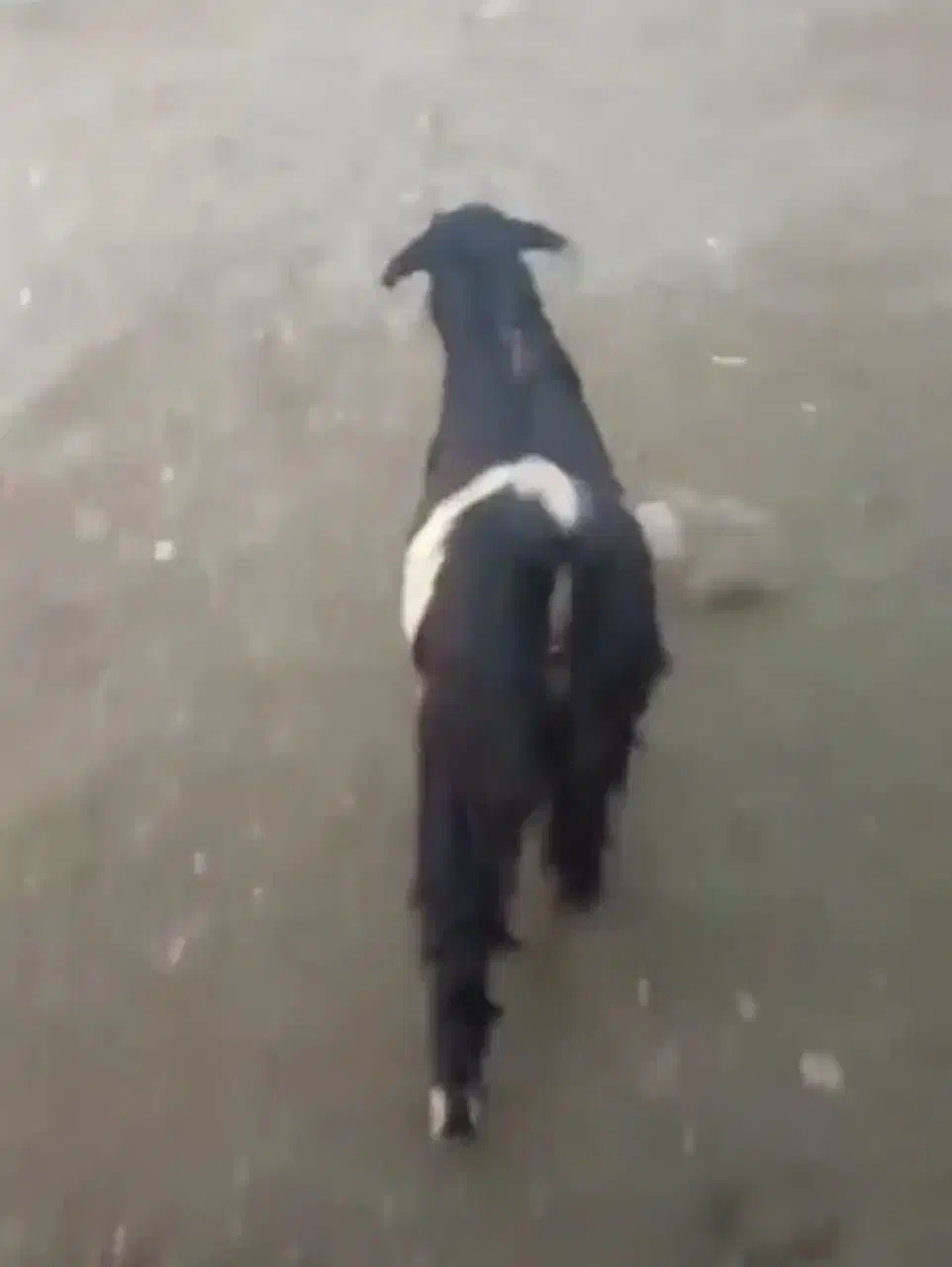 فروش بز|حیوانات مزرعه|بهبهان, |دیوار