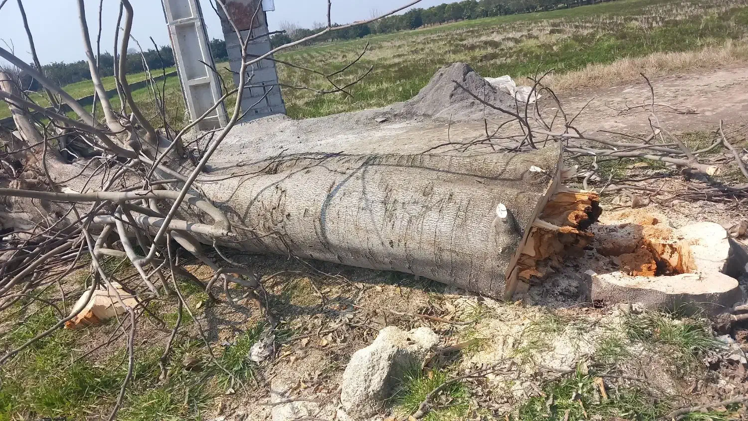 قطع ‌خرید چوب باغی|خدمات باغبانی و درختکاری|گلوگاه بابل (گلیا), |دیوار