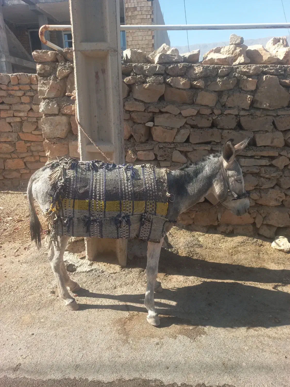 الآغ . خر|حیوانات مزرعه|ایلام, |دیوار