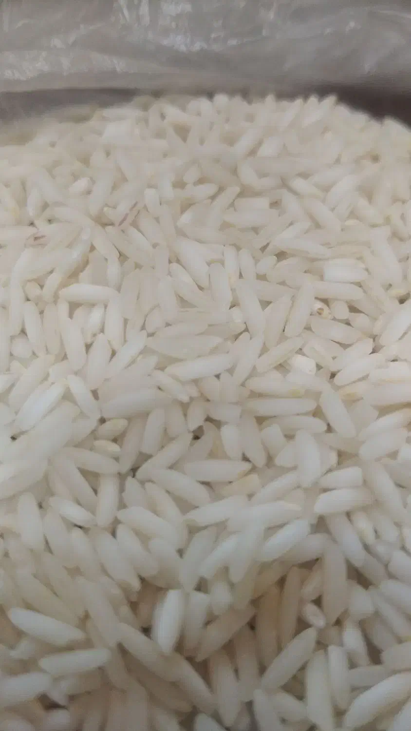 برنج آستانه اشرفیه محصول امسال|خوردنی و آشامیدنی|باغستان, |دیوار