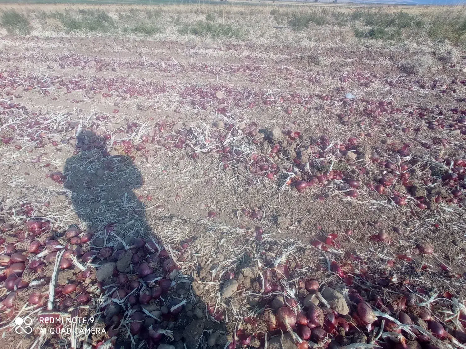 پیاز|عمده‌فروشی|حمیل, |دیوار