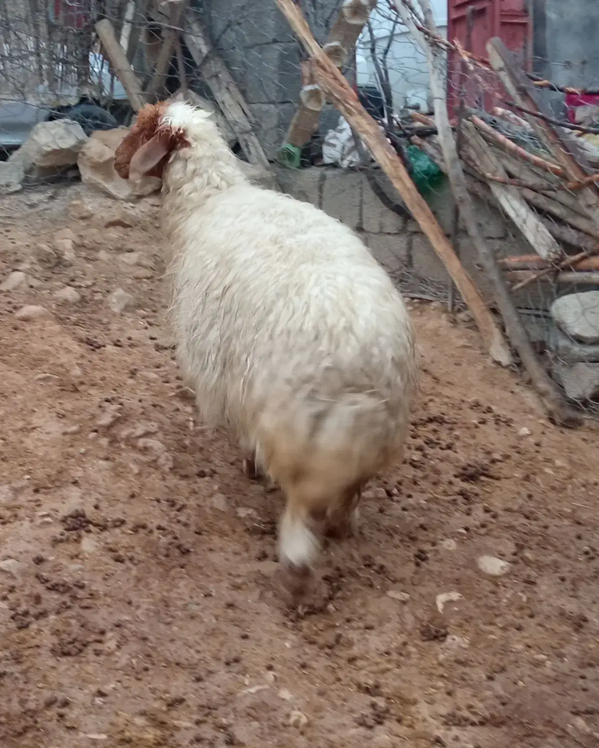 میش وبره|حیوانات مزرعه|سیوان, |دیوار