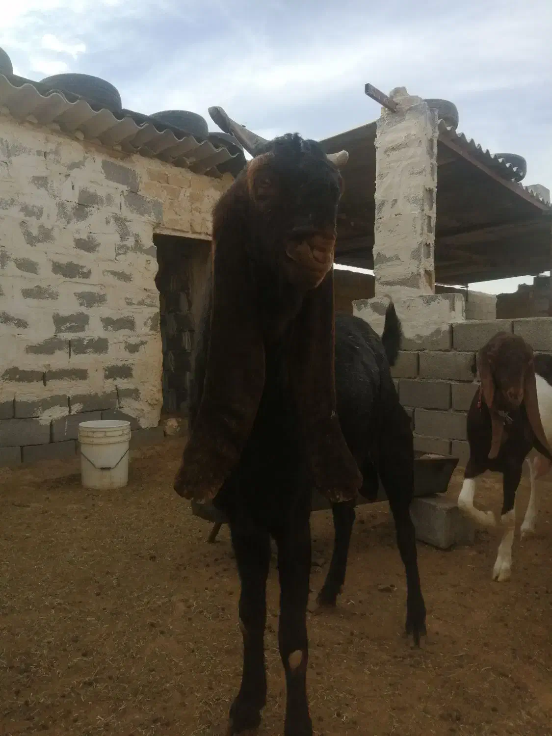 نربز پاکستانی|حیوانات مزرعه|رضویه, |دیوار