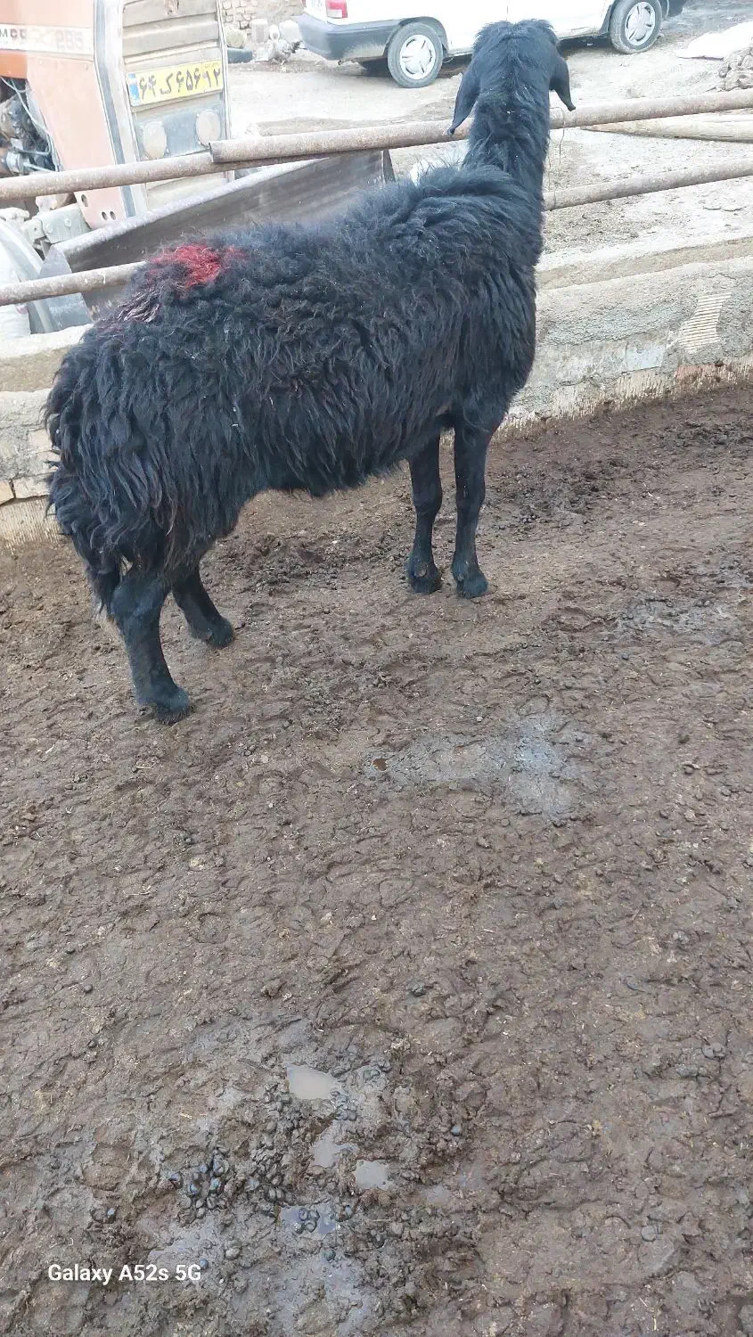 یک راس قوچ تیزران شیشک قره قزل|حیوانات مزرعه|سبزوار, قصبه شرقی|دیوار