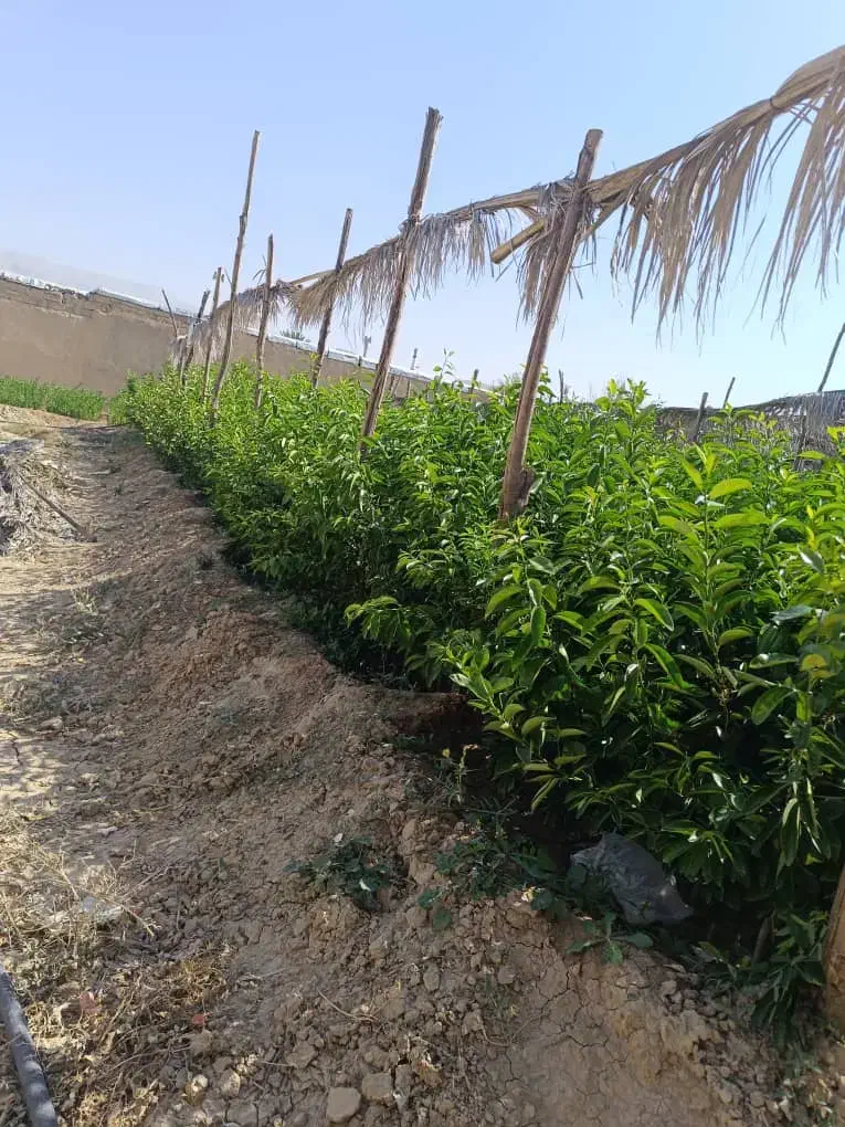 نهال درخت مرکبات سیاه درخت|خدمات باغبانی و درختکاری|شیراز, بید زرد|دیوار