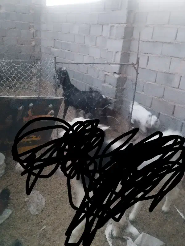 بز پاکستانی اصل نژاد سه قلو زا|حیوانات مزرعه|مود, |دیوار