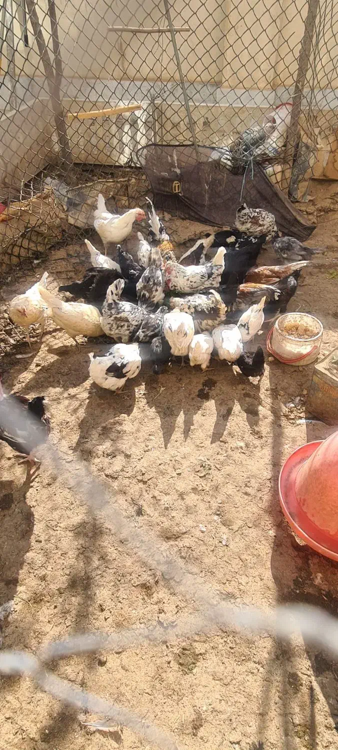 تخم مرغ گلین و خروس گلین|حیوانات مزرعه|ماهدشت, |دیوار