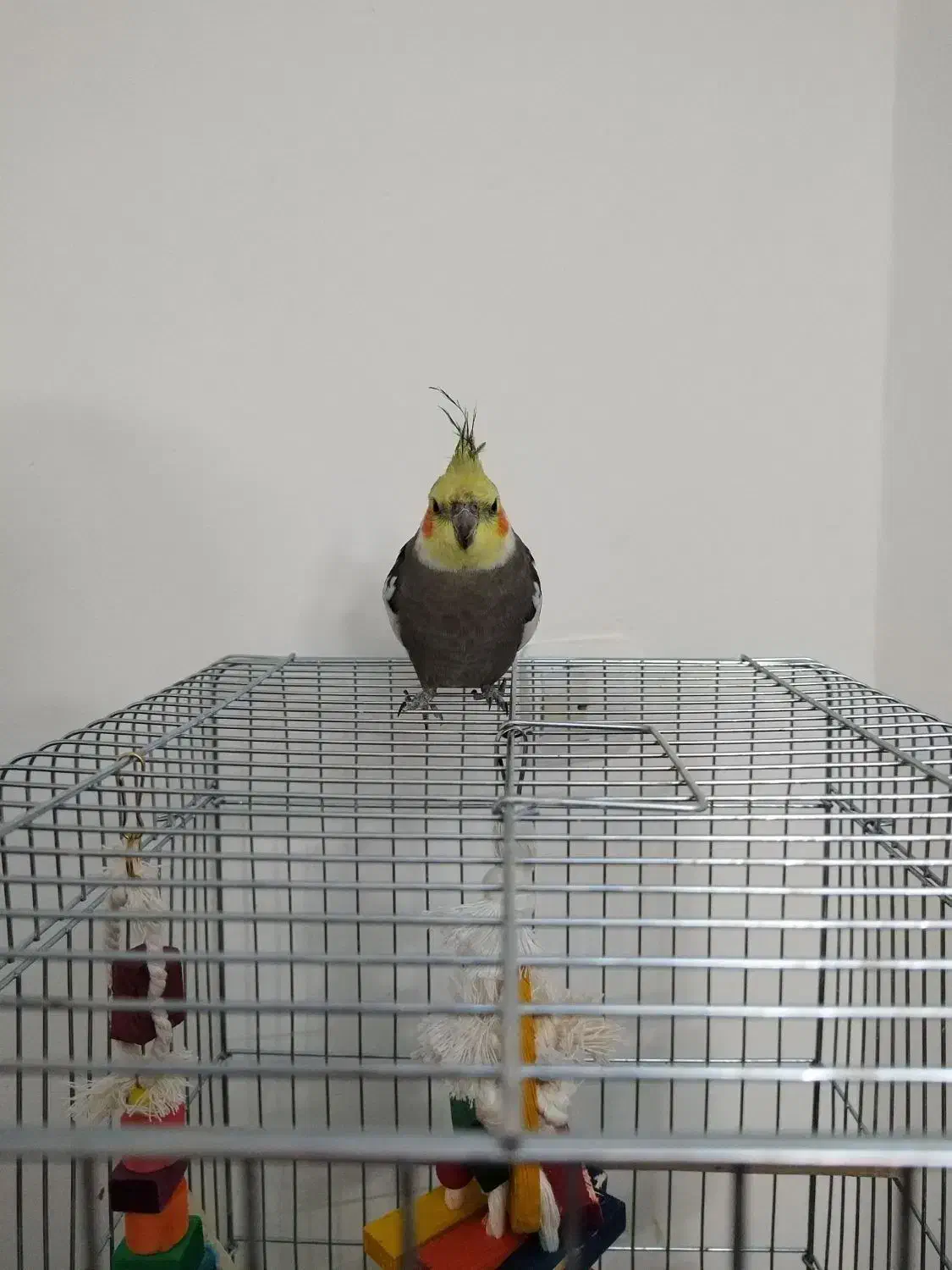 عروس هلندی سخنگو|پرنده|فردیس, خیام شرقی|دیوار