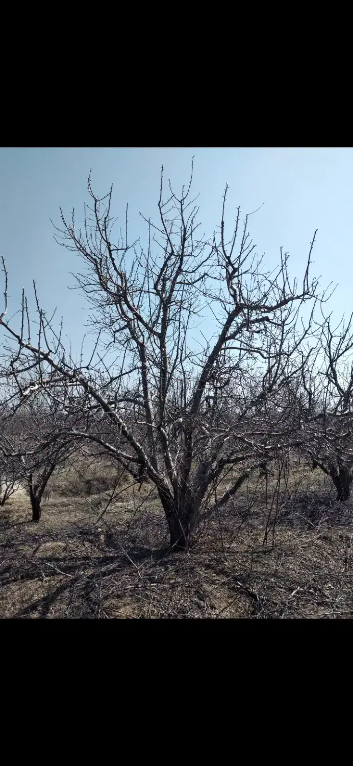 هرس کار هستم|خدمات باغبانی و درختکاری|مراغه, |دیوار