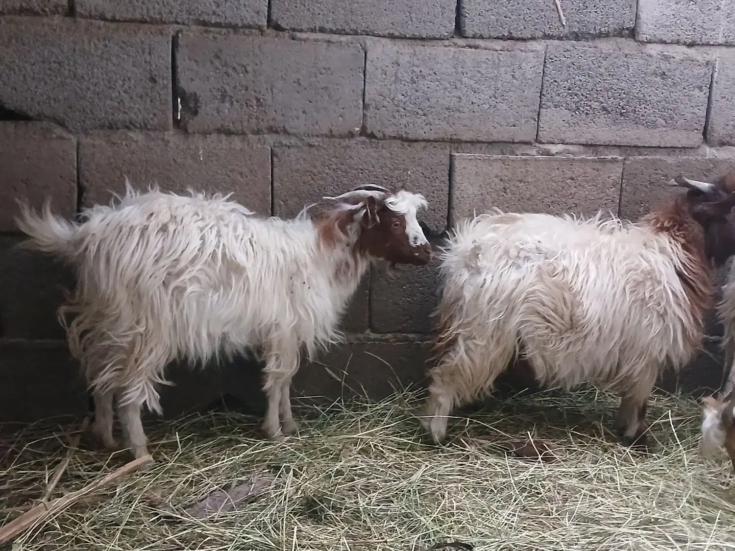 کره فروشی نر|حیوانات مزرعه|نرماشیر, |دیوار