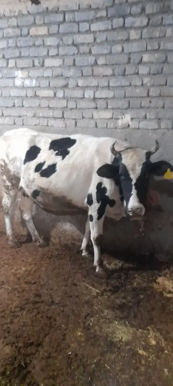 دو راس گاو آبستن و گوساله|حیوانات مزرعه|کنگاور, |دیوار