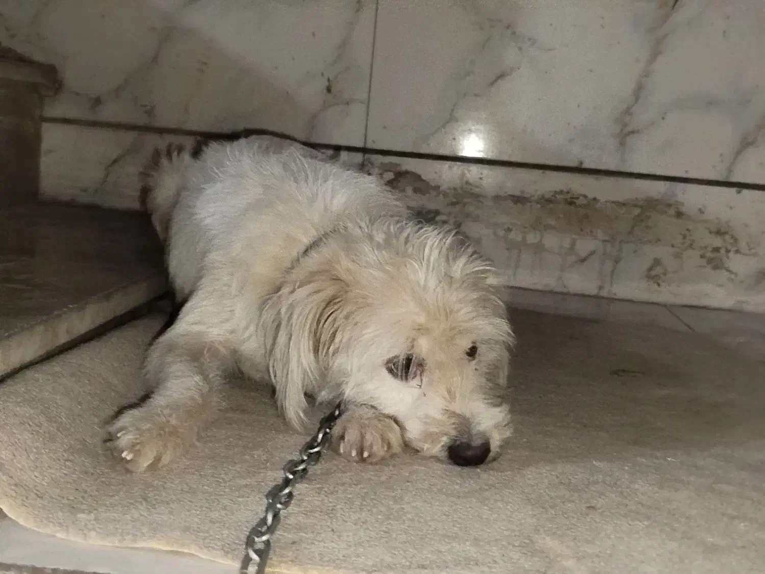 فروش یک سگ ماده نوع شیتزو سفید رنگ|سگ|خرمآباد, |دیوار