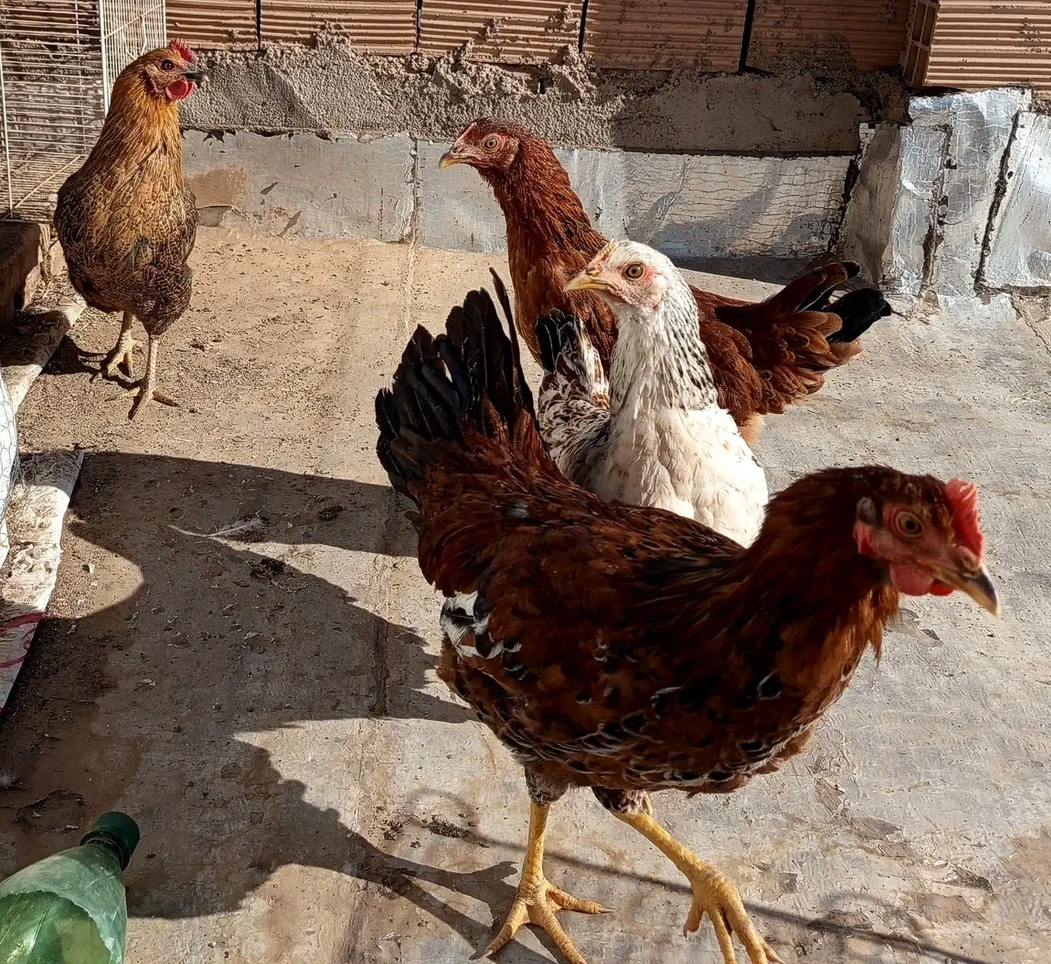 فروشی|حیوانات مزرعه|سبزوار, غرب نیروگاه|دیوار