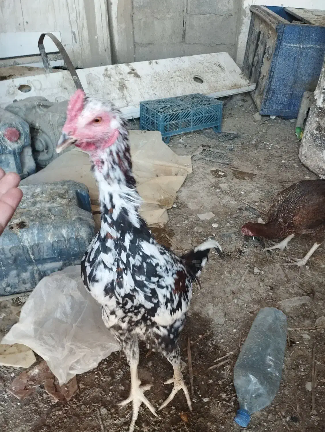 مرغ خروس نصل دار|حیوانات مزرعه|سیب و سوران, |دیوار