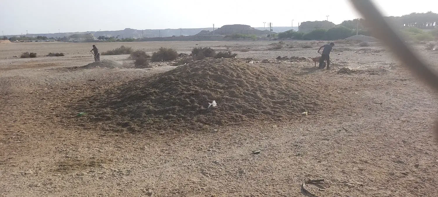 کود گوسفندی|خدمات باغبانی و درختکاری|بندرعباس, |دیوار