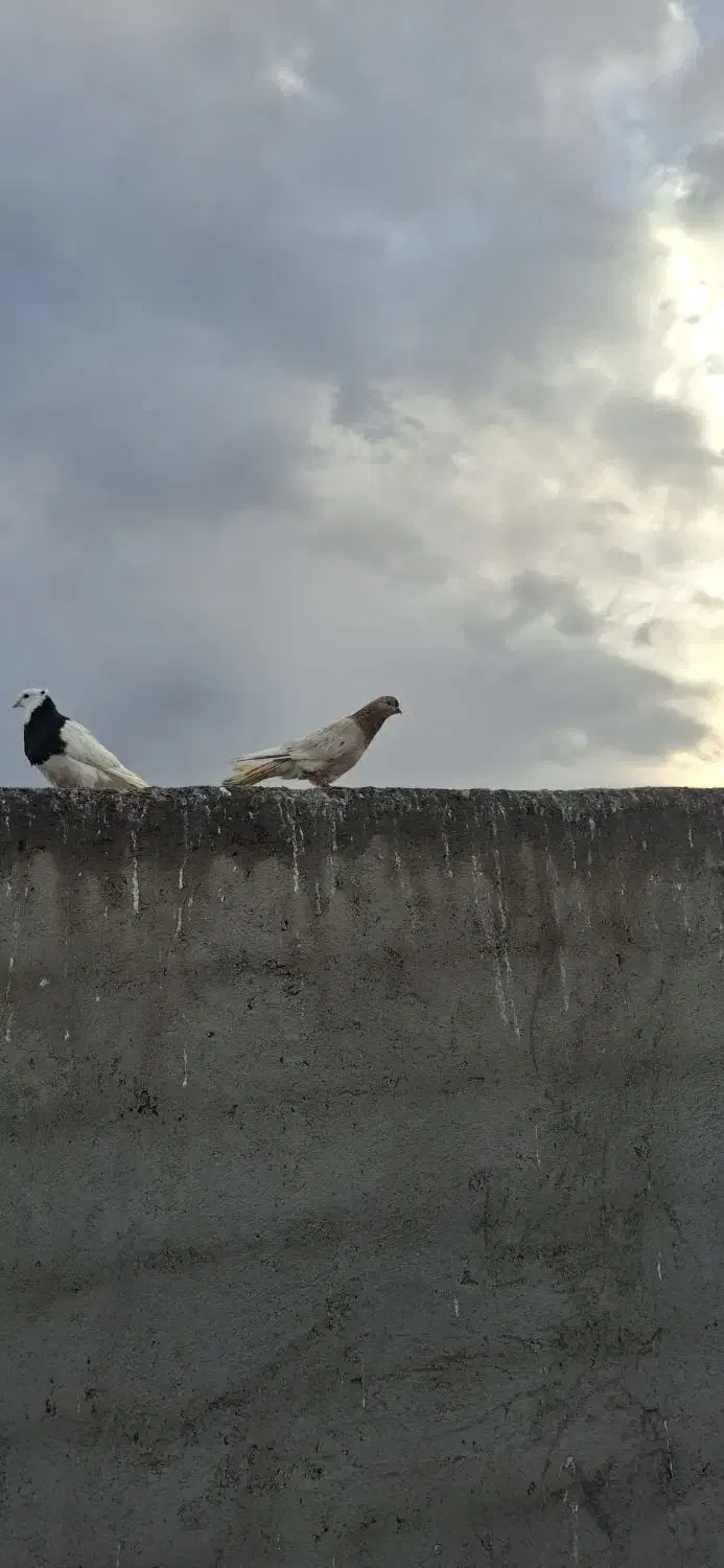 کبوتر سرور|حیوانات|اردبیل, |دیوار
