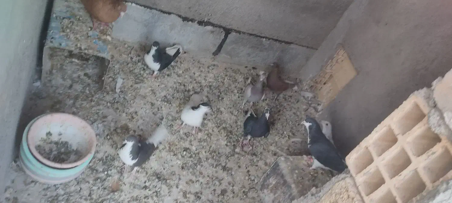 کبوتررنگی|پرنده|الوند, |دیوار