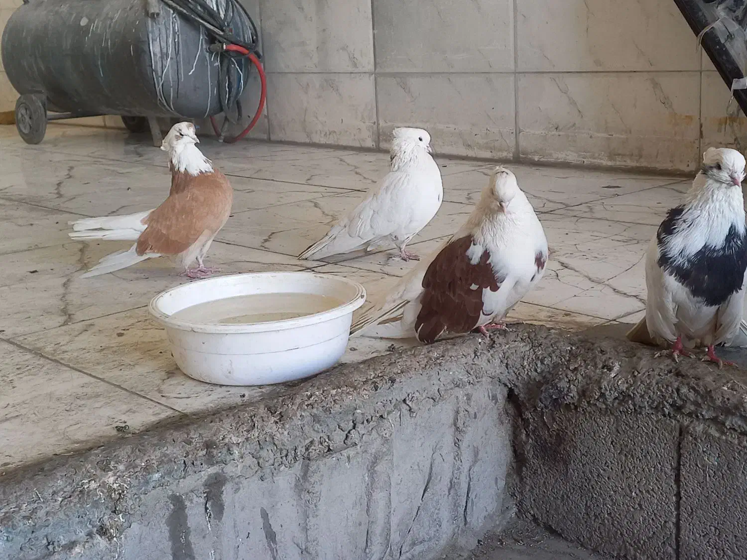 کبوتر نقابی|پرنده|کرمانشاه, |دیوار