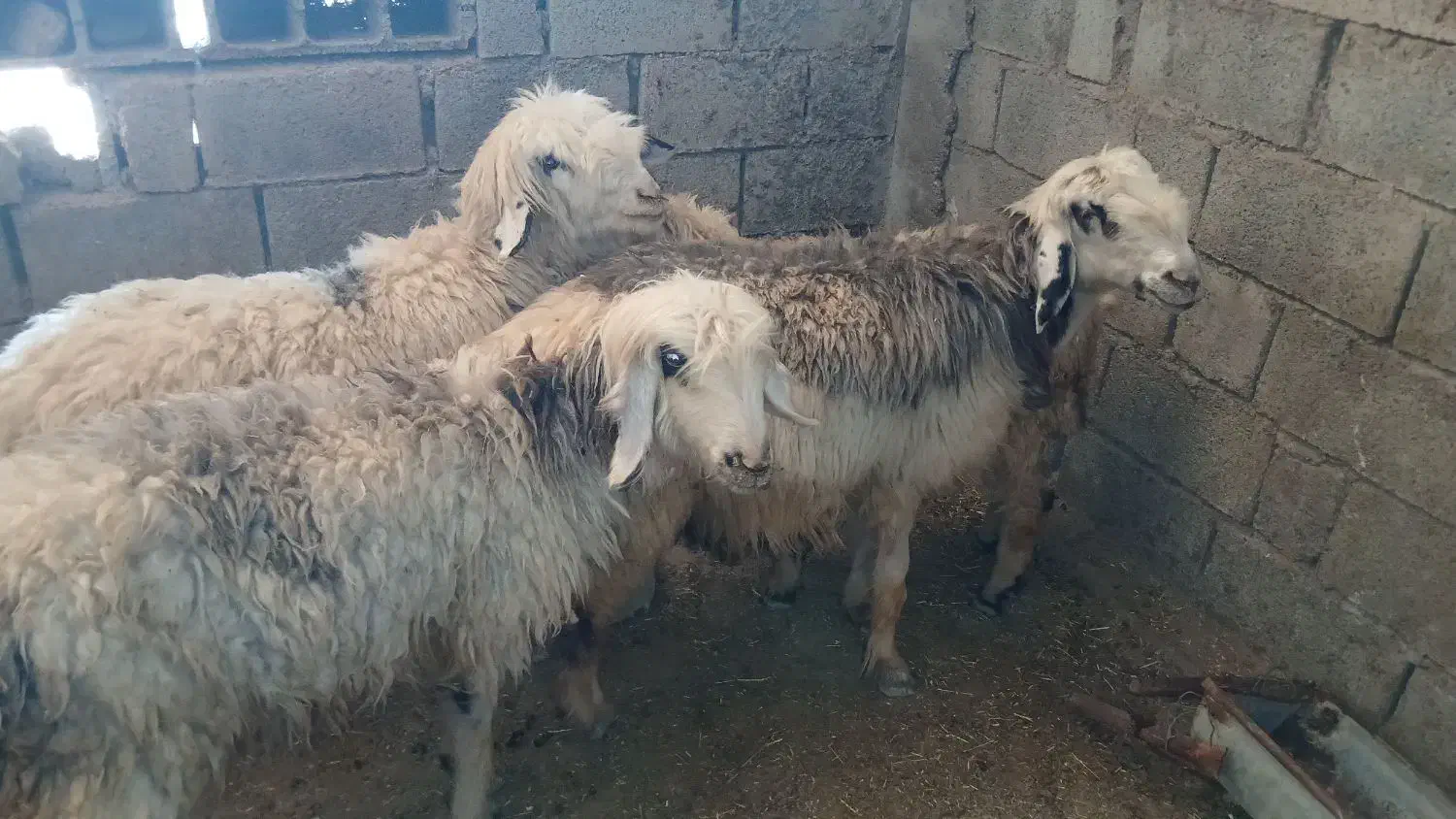 ۳ میش و یه بره معاوزه با بز|حیوانات مزرعه|مسجد سلیمان, |دیوار