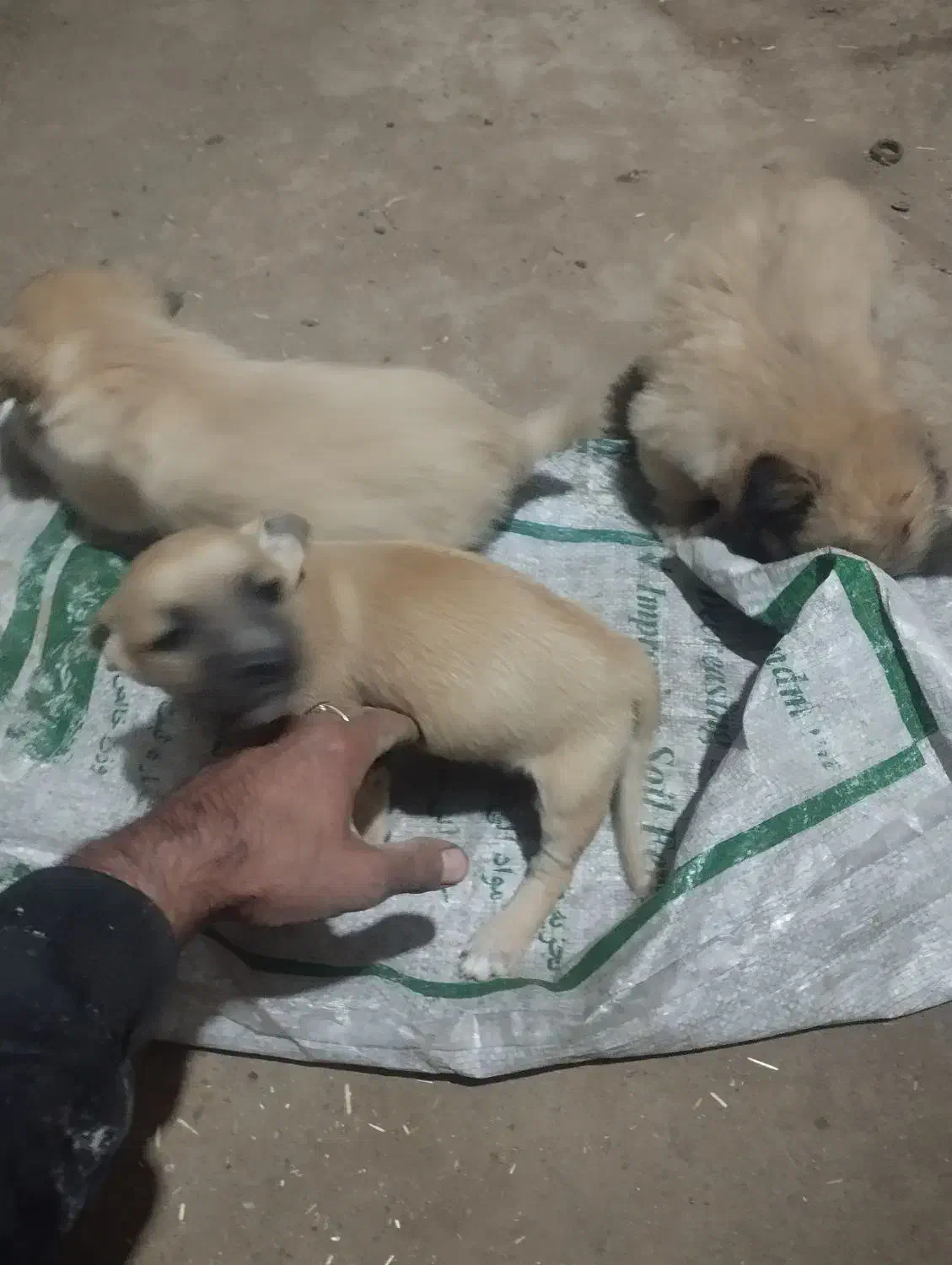 توله سگ پا کوتاه با اصل ونصب عالی به فروش میرسد|سگ|مه ولات, |دیوار