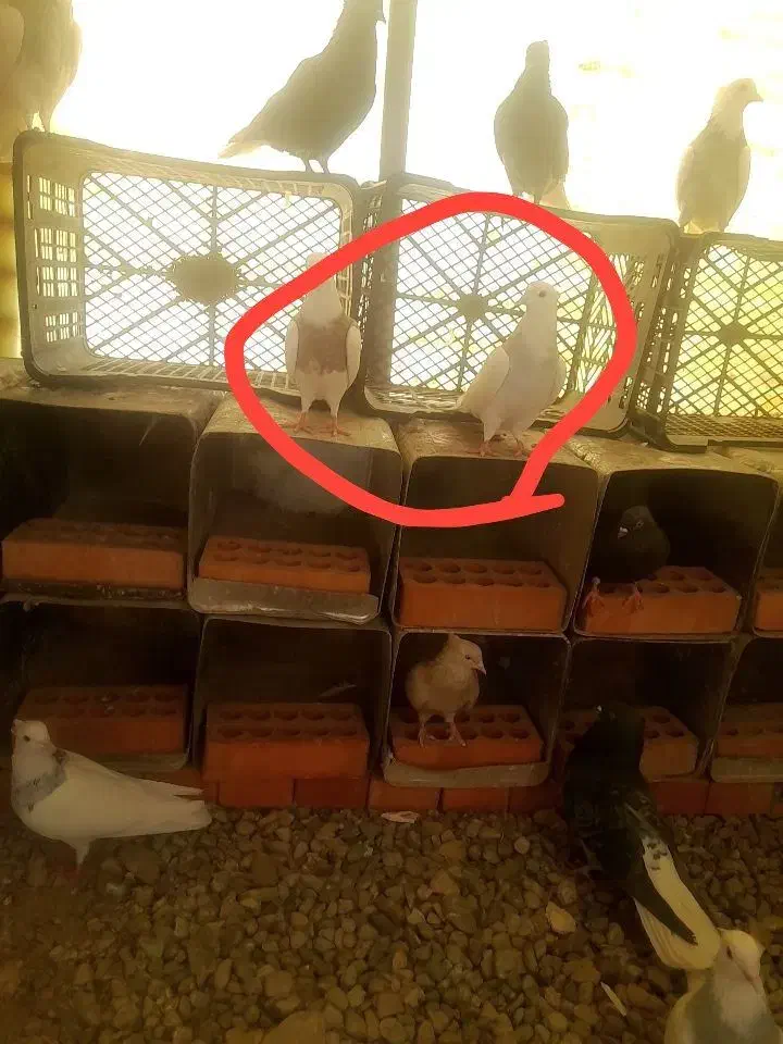 کبوترطوقی|پرنده|فشاپویه, |دیوار