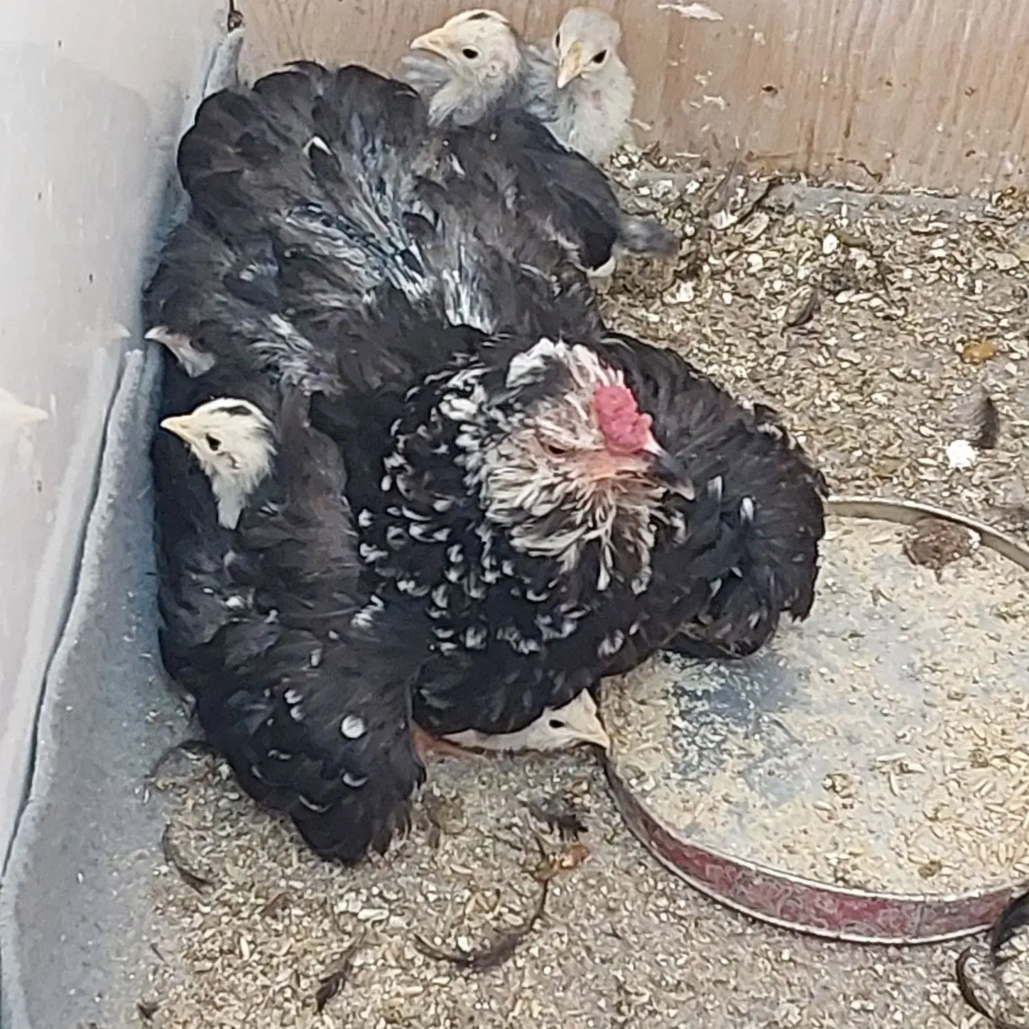 تعدادی جوجه مرغ و خرس گلین|حیوانات مزرعه|شیراز, شهرک گلستان|دیوار