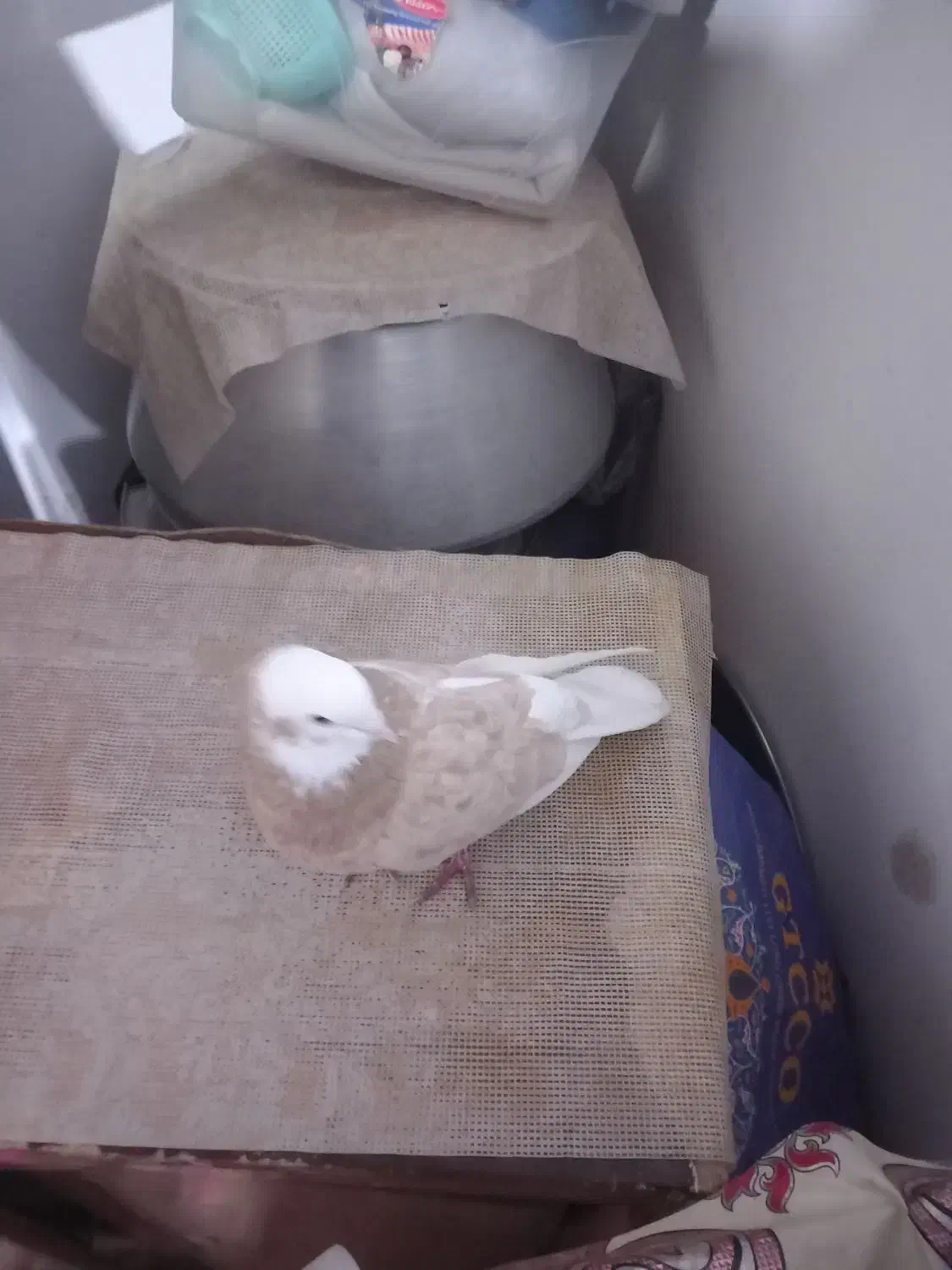 شازده زرد سرورگرفتنی|پرنده|نوشین شهر, |دیوار