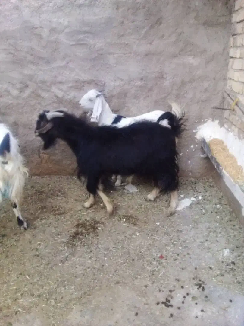 چپش وکهره ماده|حیوانات مزرعه|جویم, |دیوار