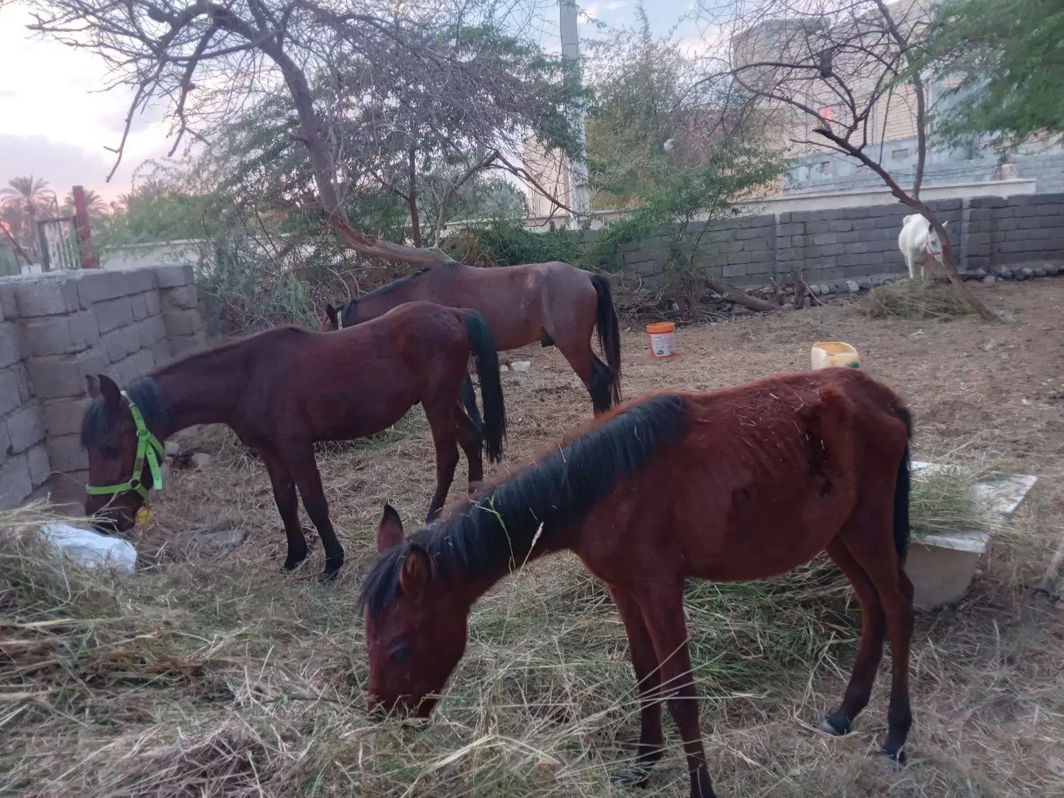 فروش ۷راس اسب مادیان ونریان وکره|اسب و تجهیزات اسبسواری|میناب, |دیوار
