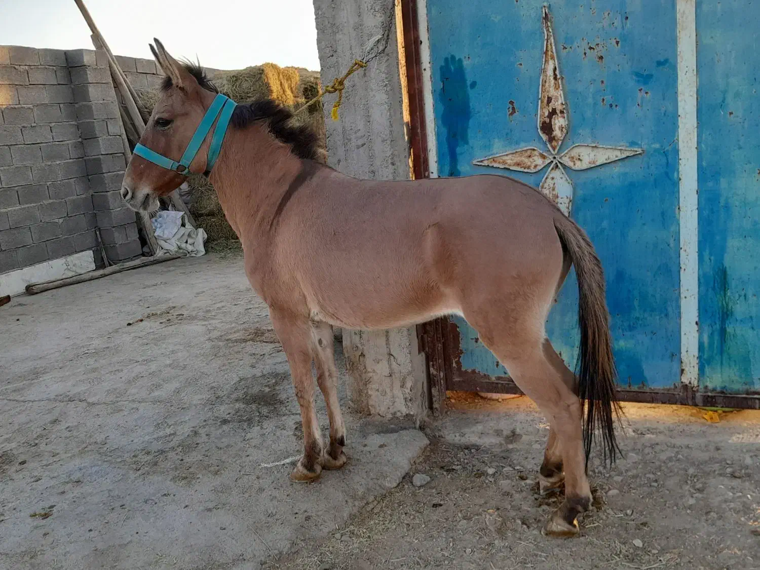 یک راس قاطرماچه جوان سرحال سواری وباری  بسیار اصیل|حیوانات مزرعه|شیراز, شریف‌آباد|دیوار