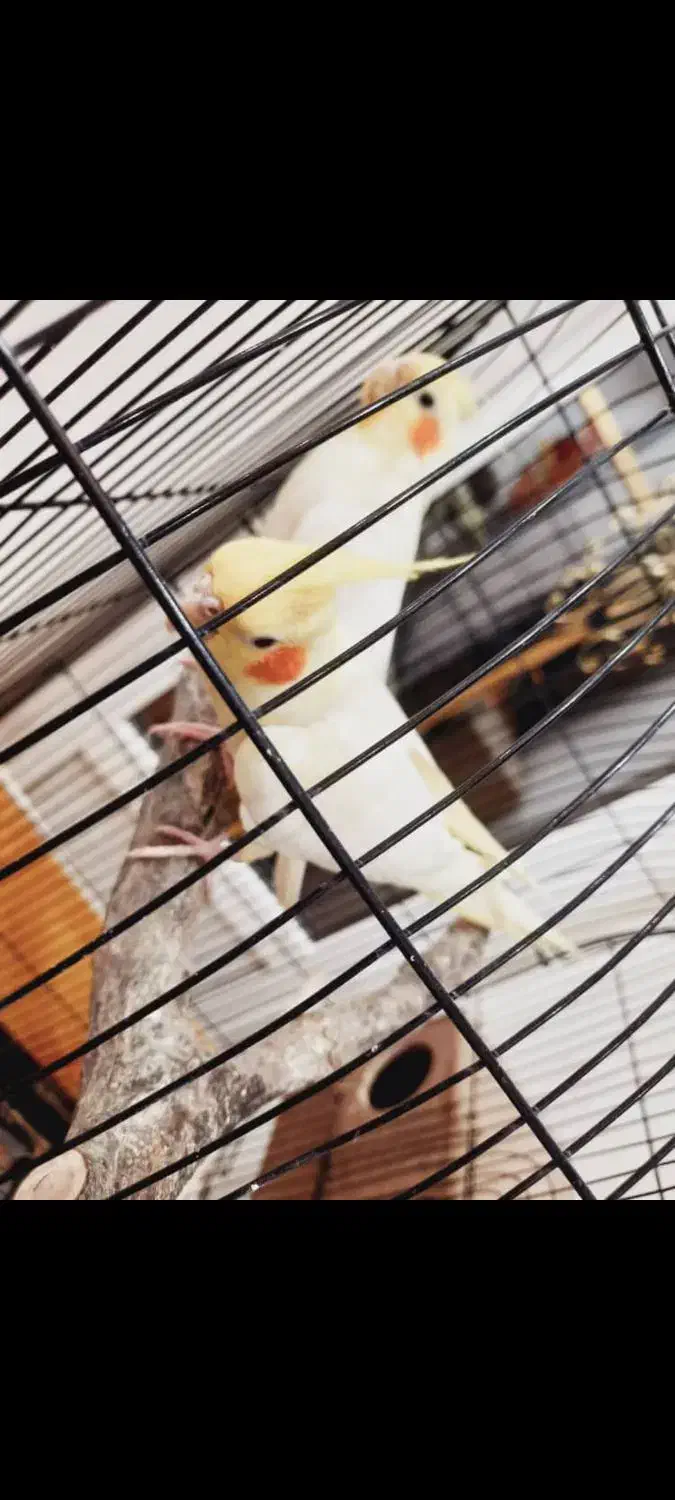 عروس هلندی|پرنده|ری, فیروزآبادی|دیوار