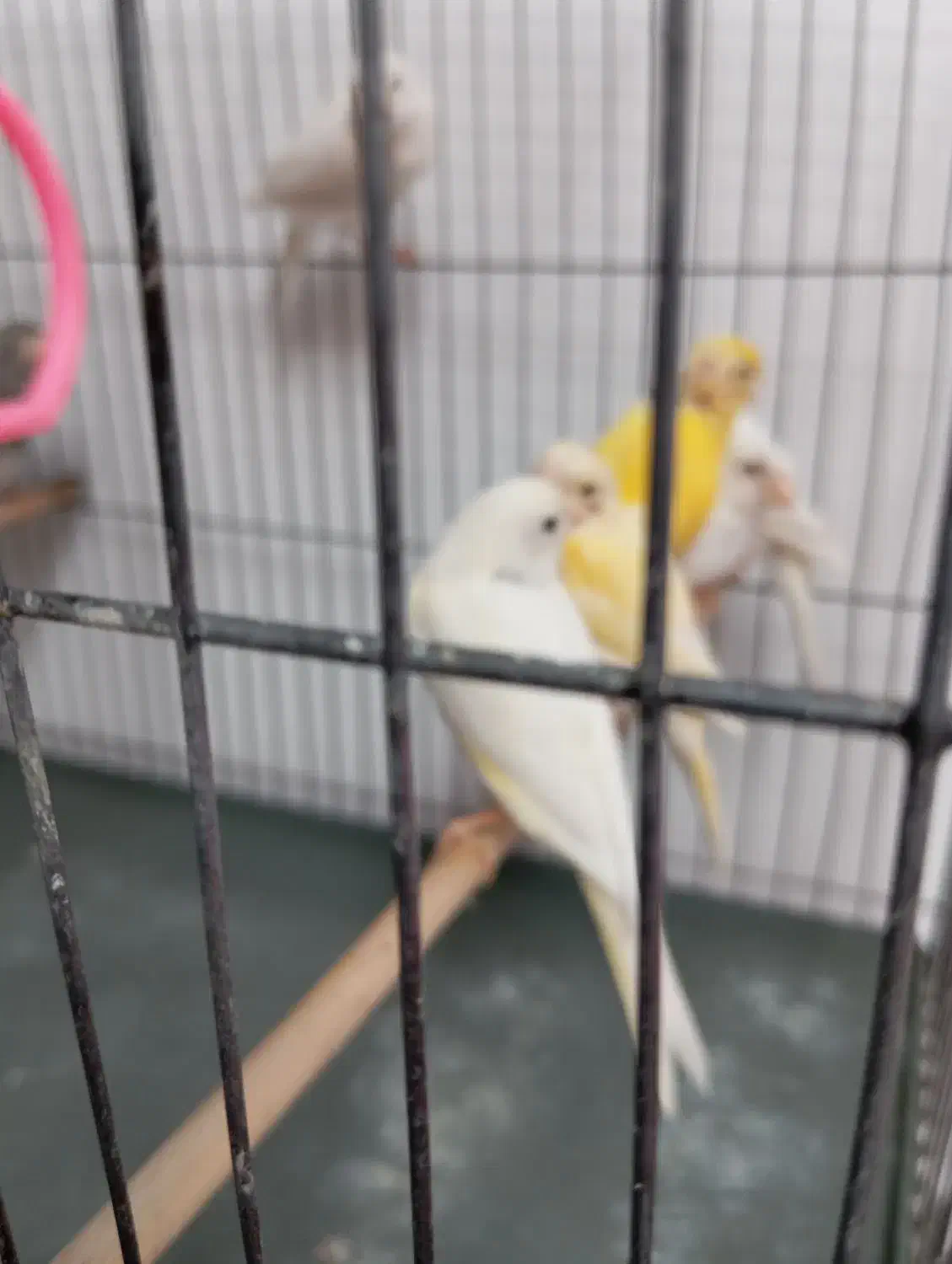 قناری|پرنده|قم, بکایی|دیوار