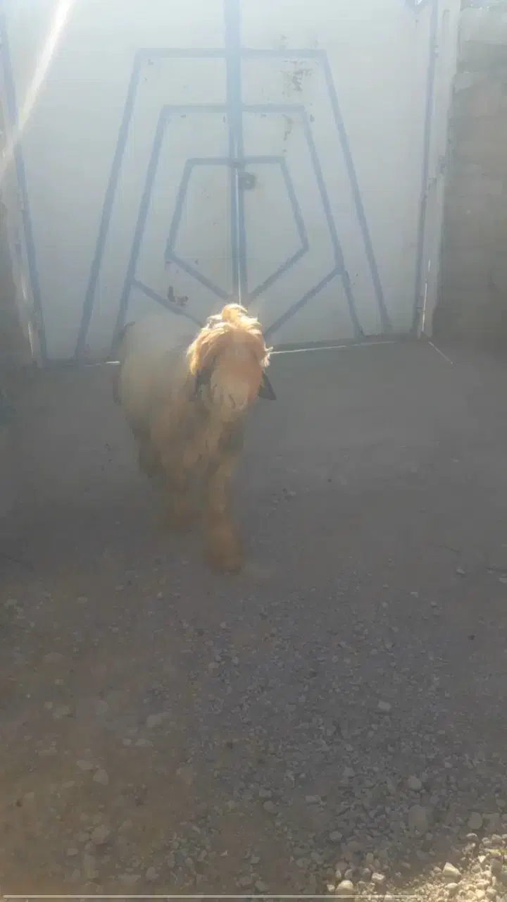 معاوضه نرمیش با میش یا بز|حیوانات مزرعه|اندیکا, |دیوار