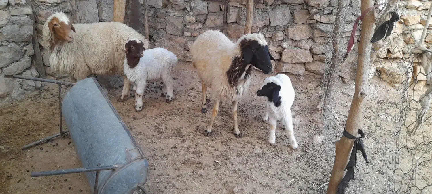 گوسفندجوان با بره|حیوانات مزرعه|بدره, |دیوار