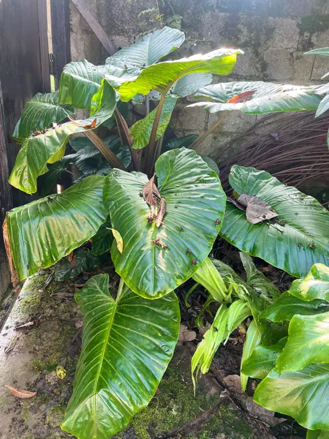 گل بابا ادم|گل و گیاه طبیعی|آستانه اشرفیه, |دیوار