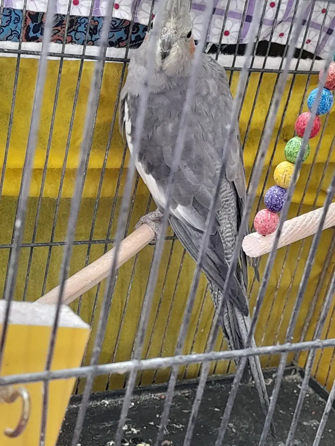 خرید وفروش پرنده|پرنده|کاشمر, |دیوار