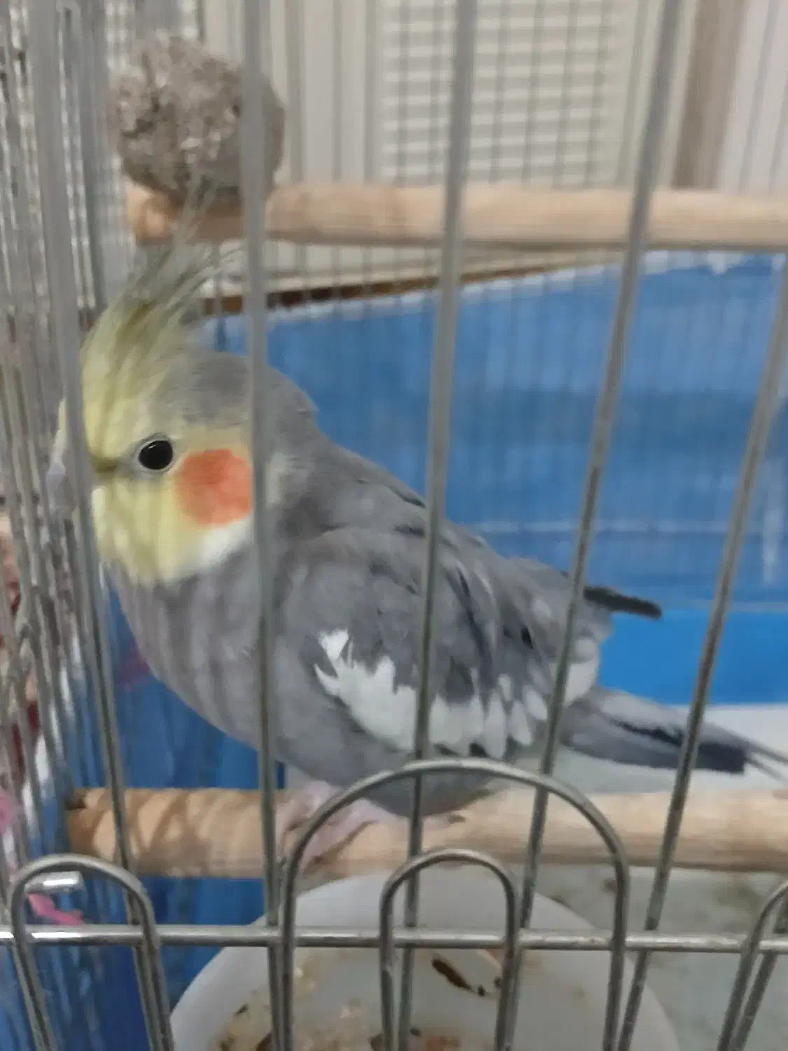 عروس هلندی|پرنده|اسدآباد, |دیوار