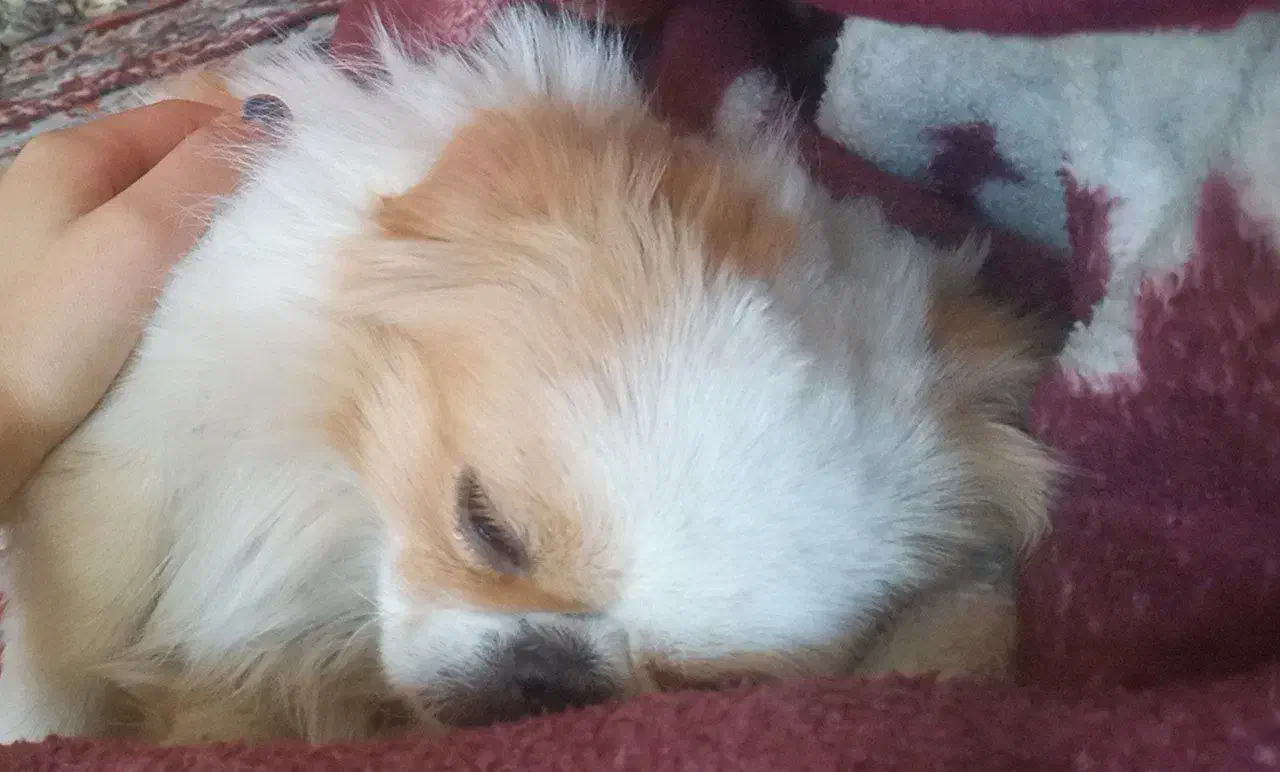 واگذاری سگ پیکینیز|سگ|فارسان, |دیوار