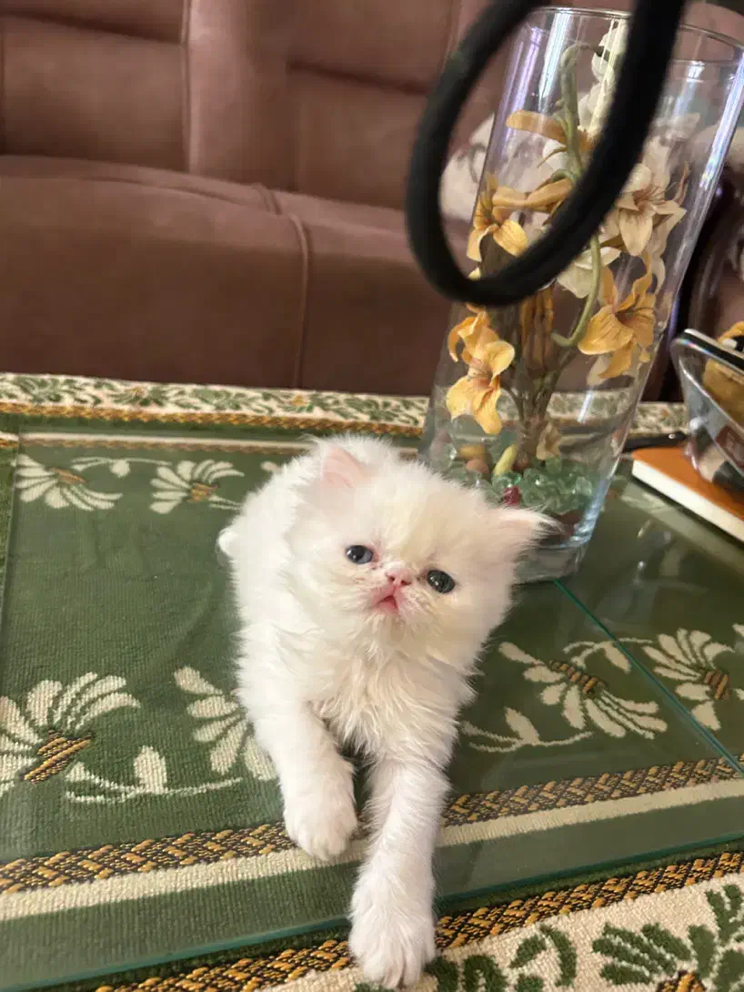 گربه|گربه|گرگان, |دیوار