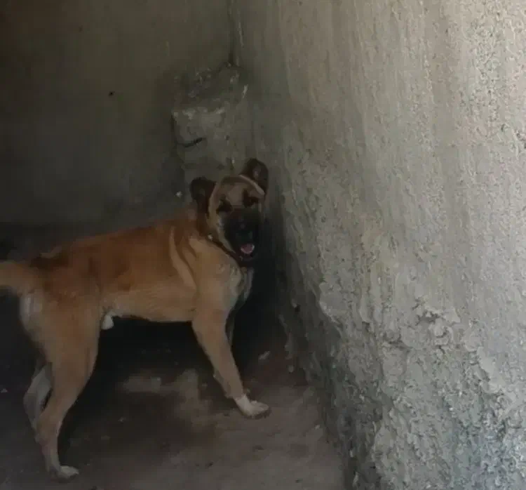 واگذاری سراب پژدر|سگ|کرج, گلشهر|دیوار