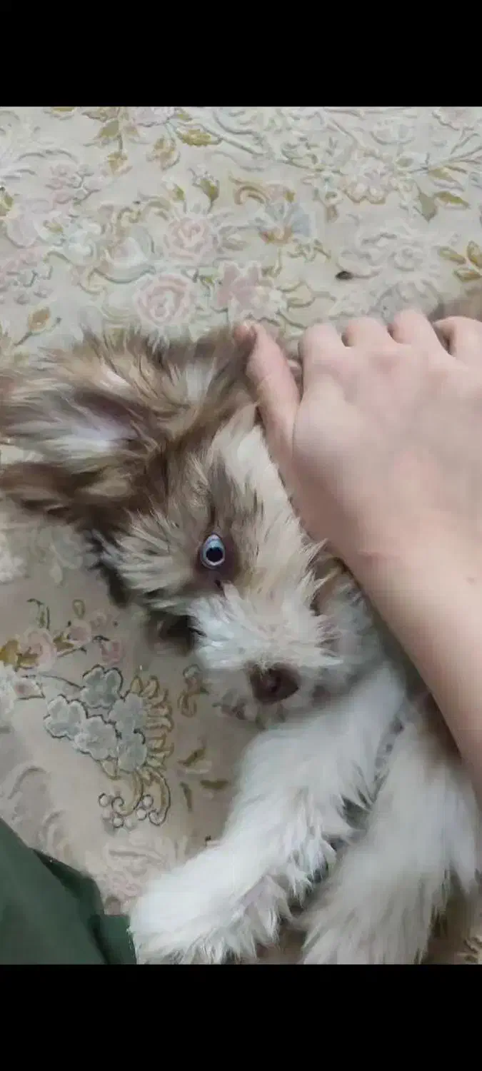 سگ هاسکی|سگ|قم, شهرک فاطمیه|دیوار