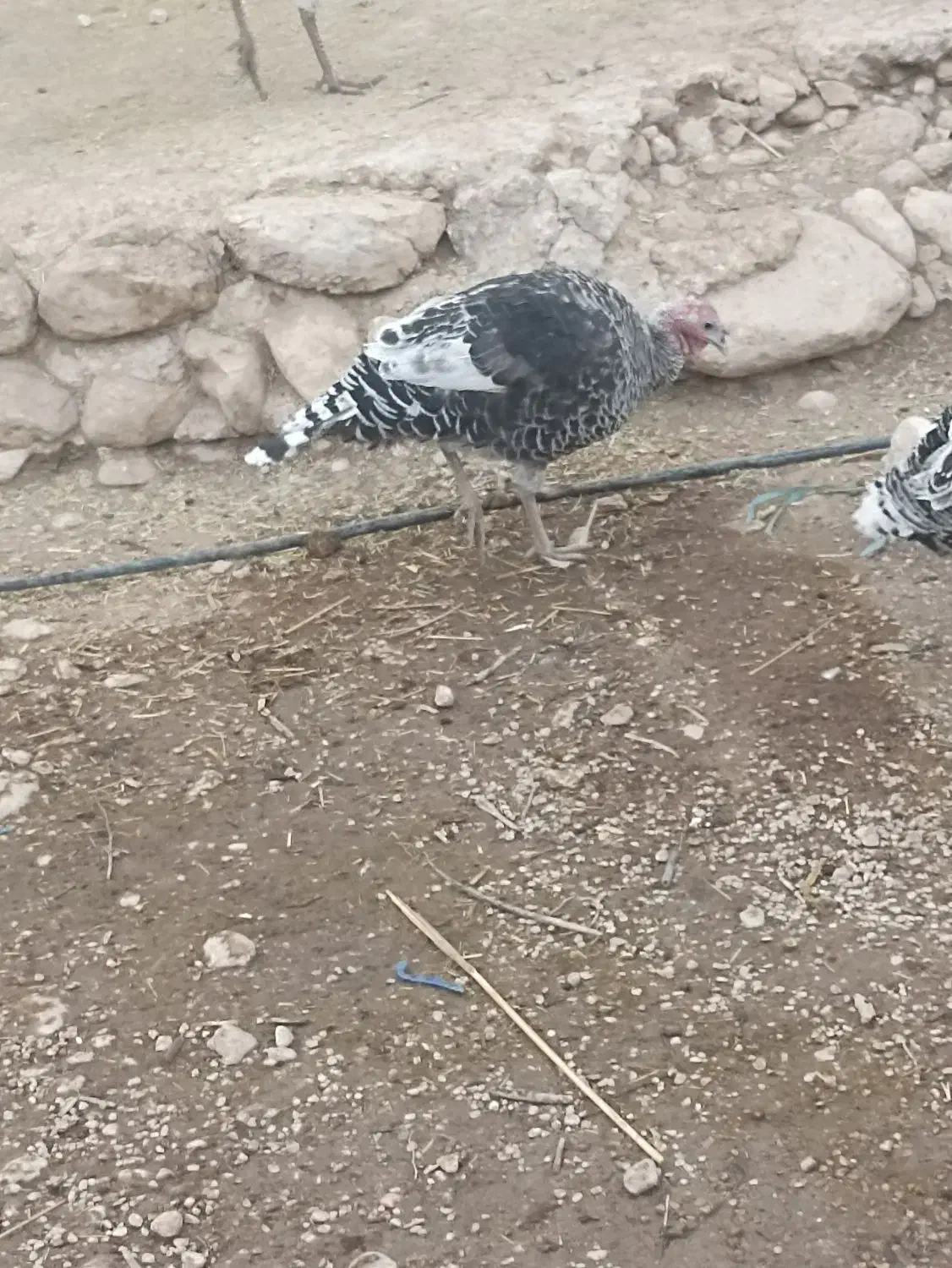 بوقلمون|حیوانات مزرعه|لیکک, |دیوار