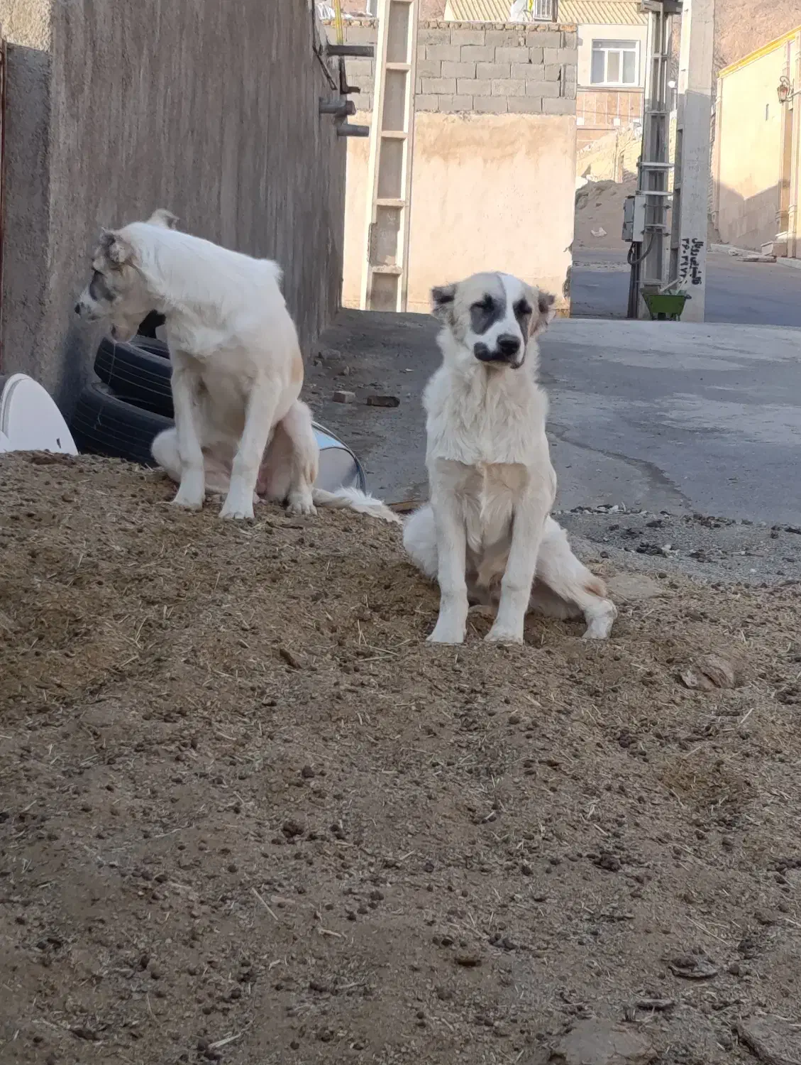 سگ گله|سگ|پاکدشت, پارچین|دیوار