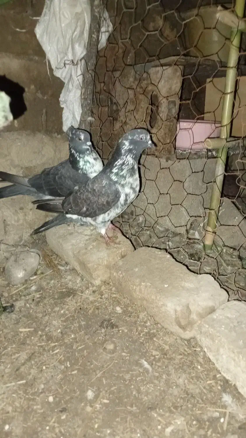 کبوتر پرشی|پرنده|مزرعه کتول, |دیوار