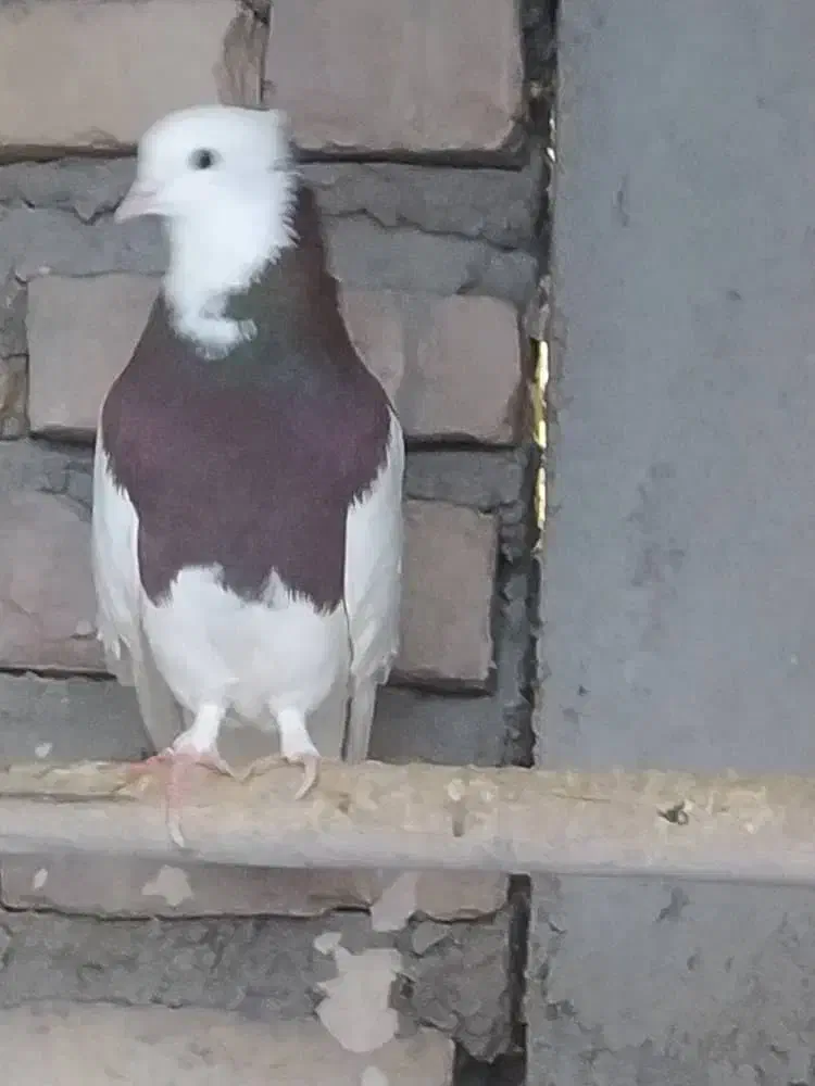 کبوتر طوقی|پرنده|شال, |دیوار