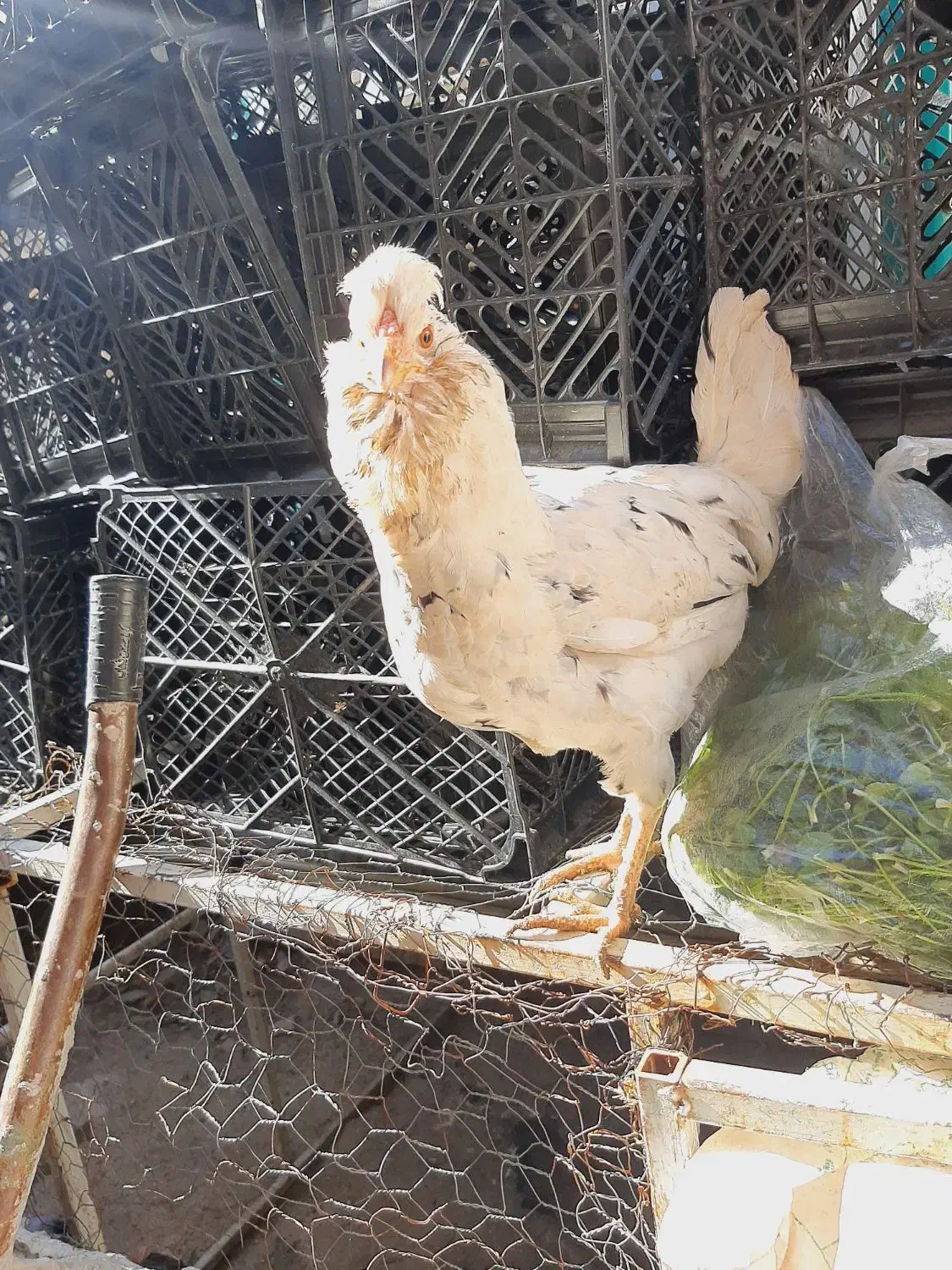 مرغ و خروس گلین|حیوانات مزرعه|سرپل ذهاب, |دیوار