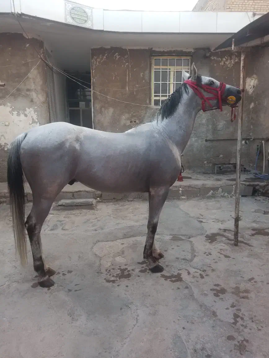 نریون مدارک دار|اسب و تجهیزات اسبسواری|ایلام, |دیوار