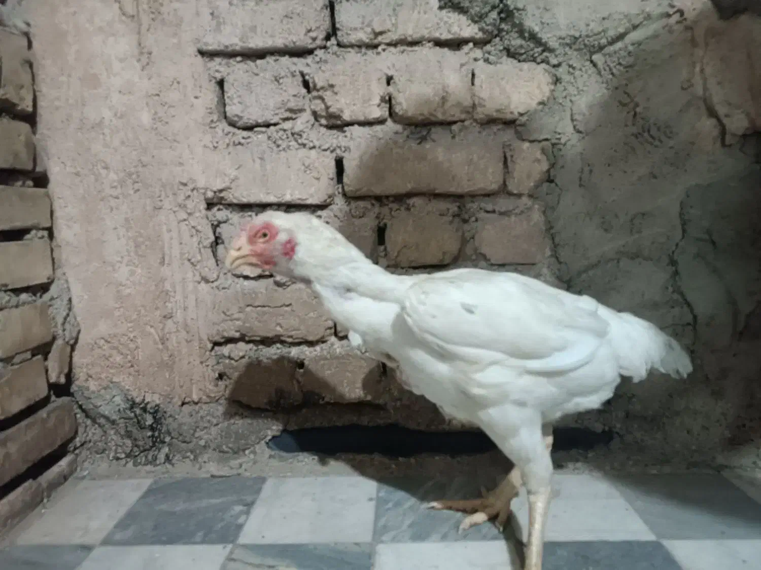 مرغ لاری|حیوانات مزرعه|فولادشهر, A1|دیوار