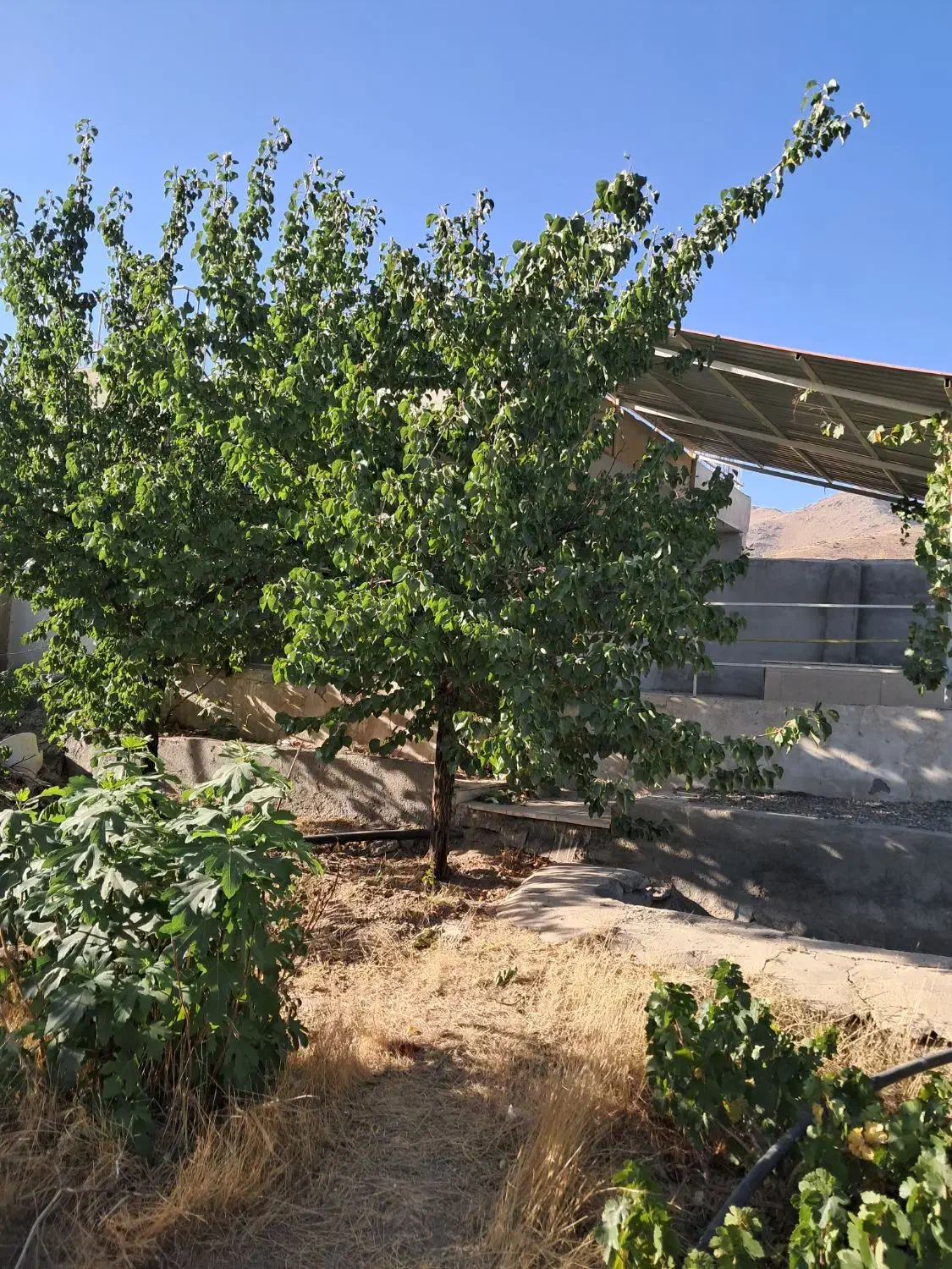 فروش باغ میوه در چایان|فروش خانه و ویلا|بهار, |دیوار